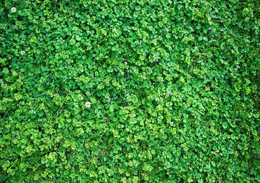 Best Weed Lawn Care