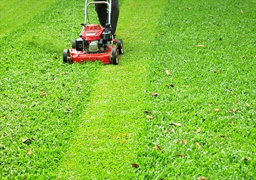 Lawn Care Mulch don't Rake